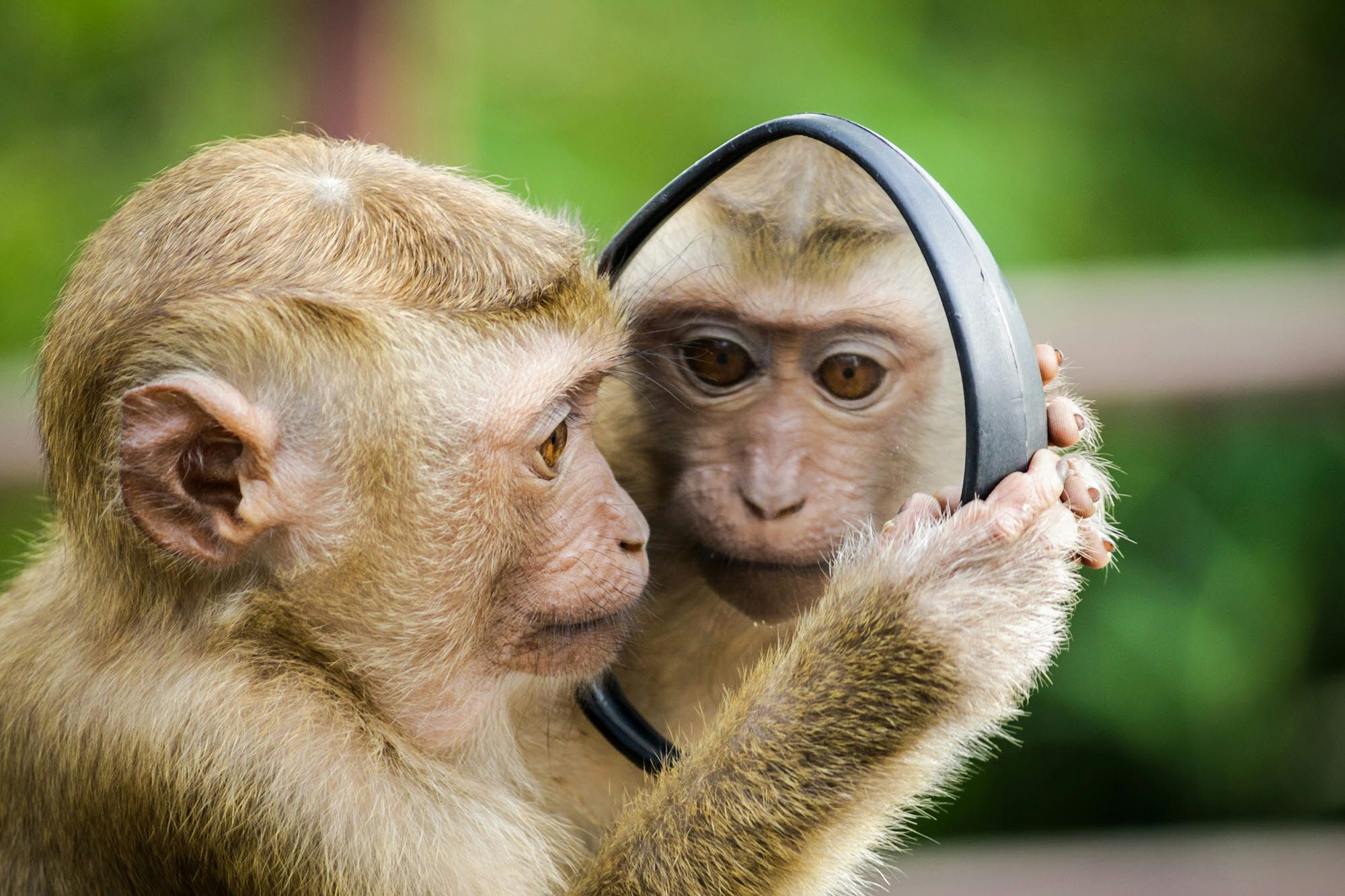 Monkey looking at a mirror