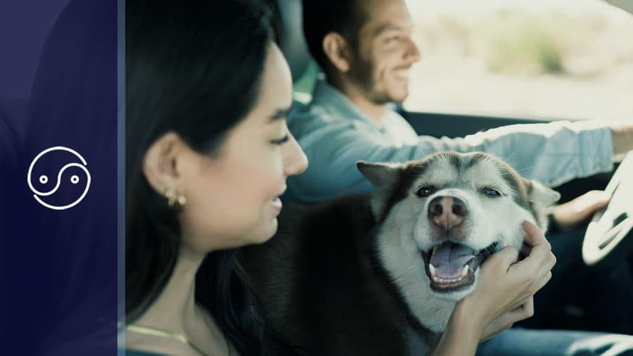 Dog in the car